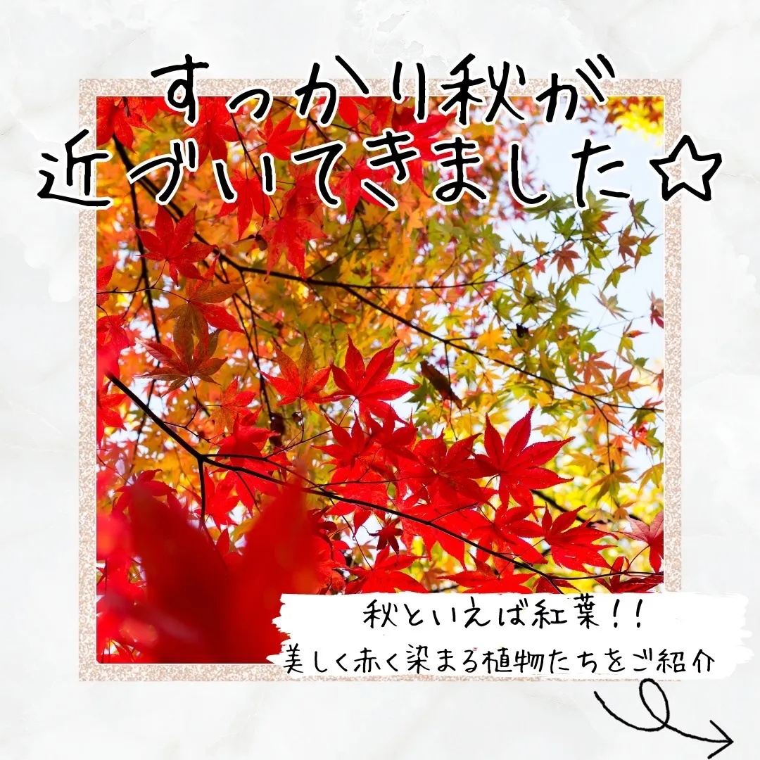 ☆紅葉の秋到来☆